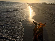 Traumhaft! Ausritt bei Sonnenuntergang am Strand (©Foto: ANke Sieker)